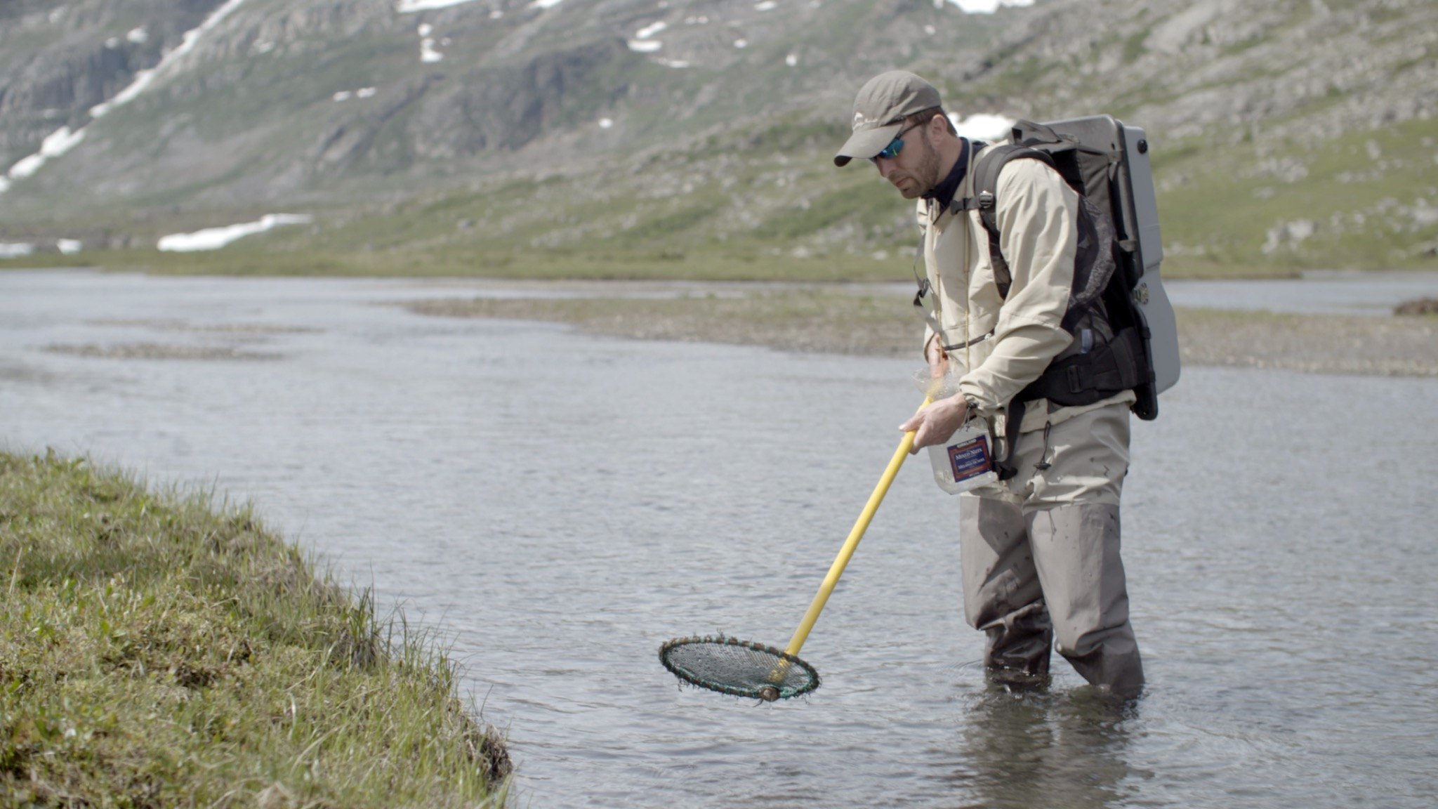 Researcher collecting fish during an electrofishing survey