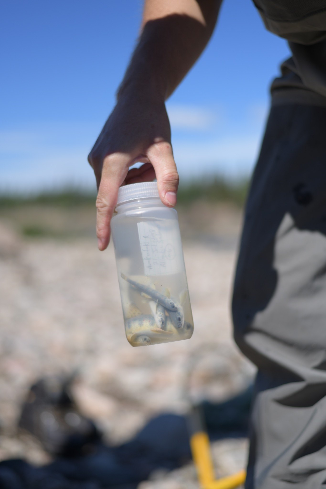 Field sample jar containing juvenile fish