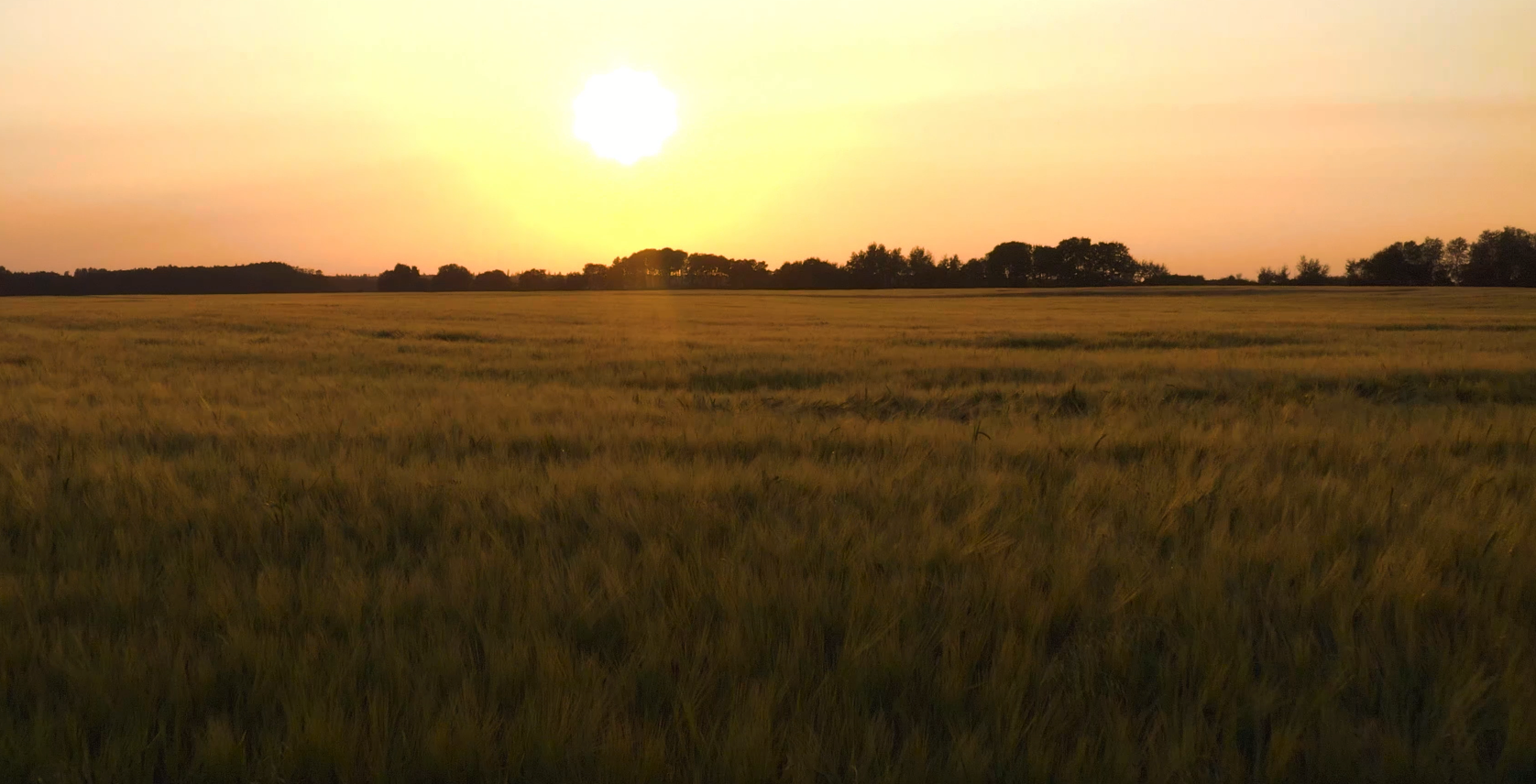 Agricultural landscape at sunset