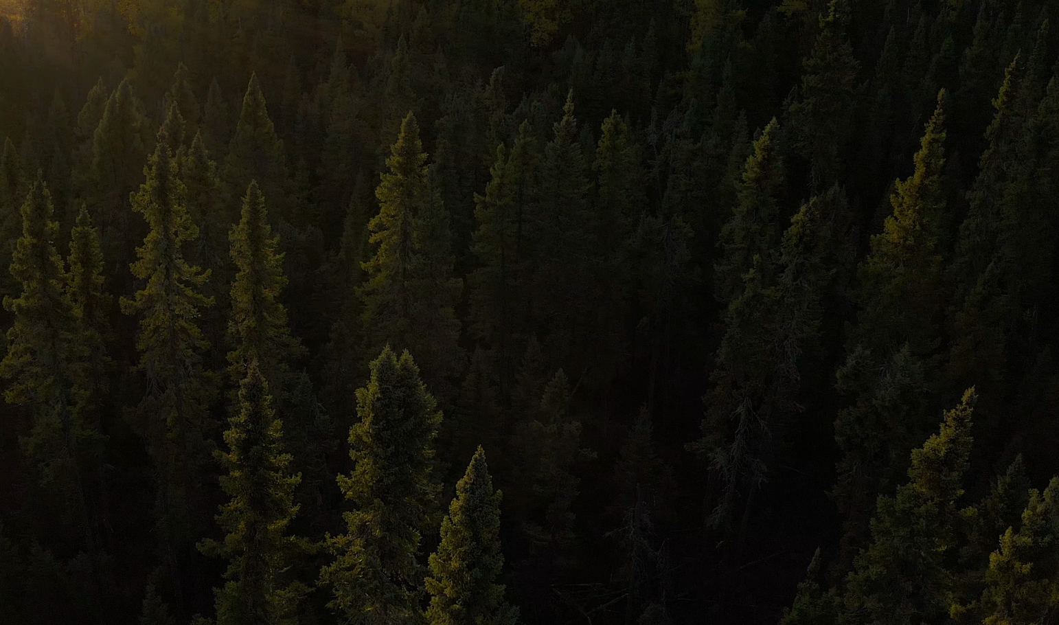 Canadian forest ecosystem