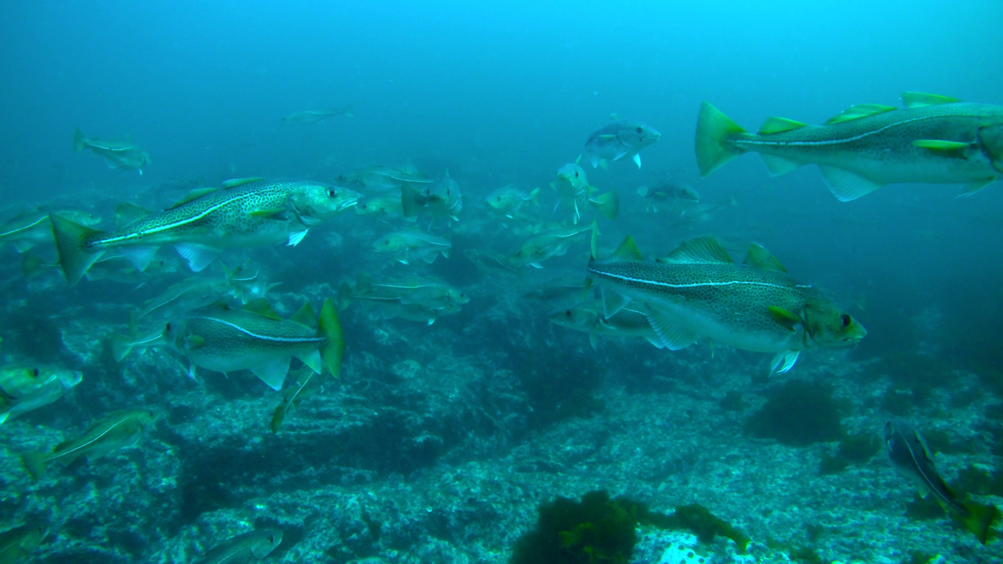 Marine field research