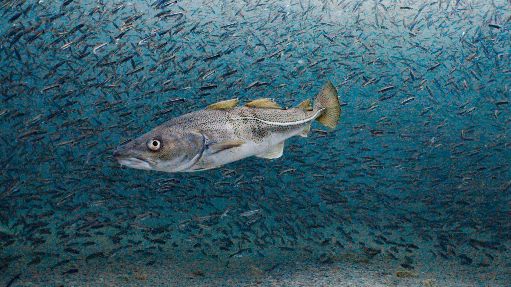 Atlantic cod swimming above a dense school of smaller fish