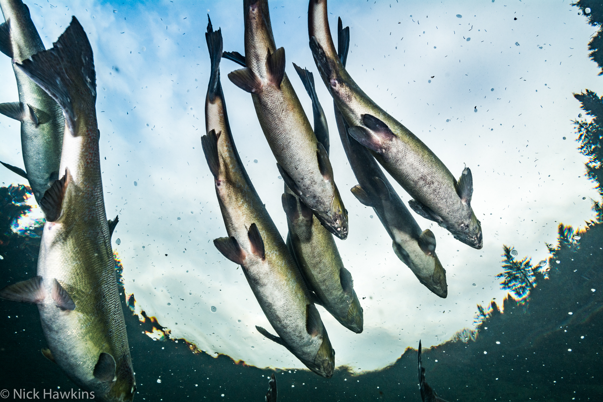 Atlantic Salmon research