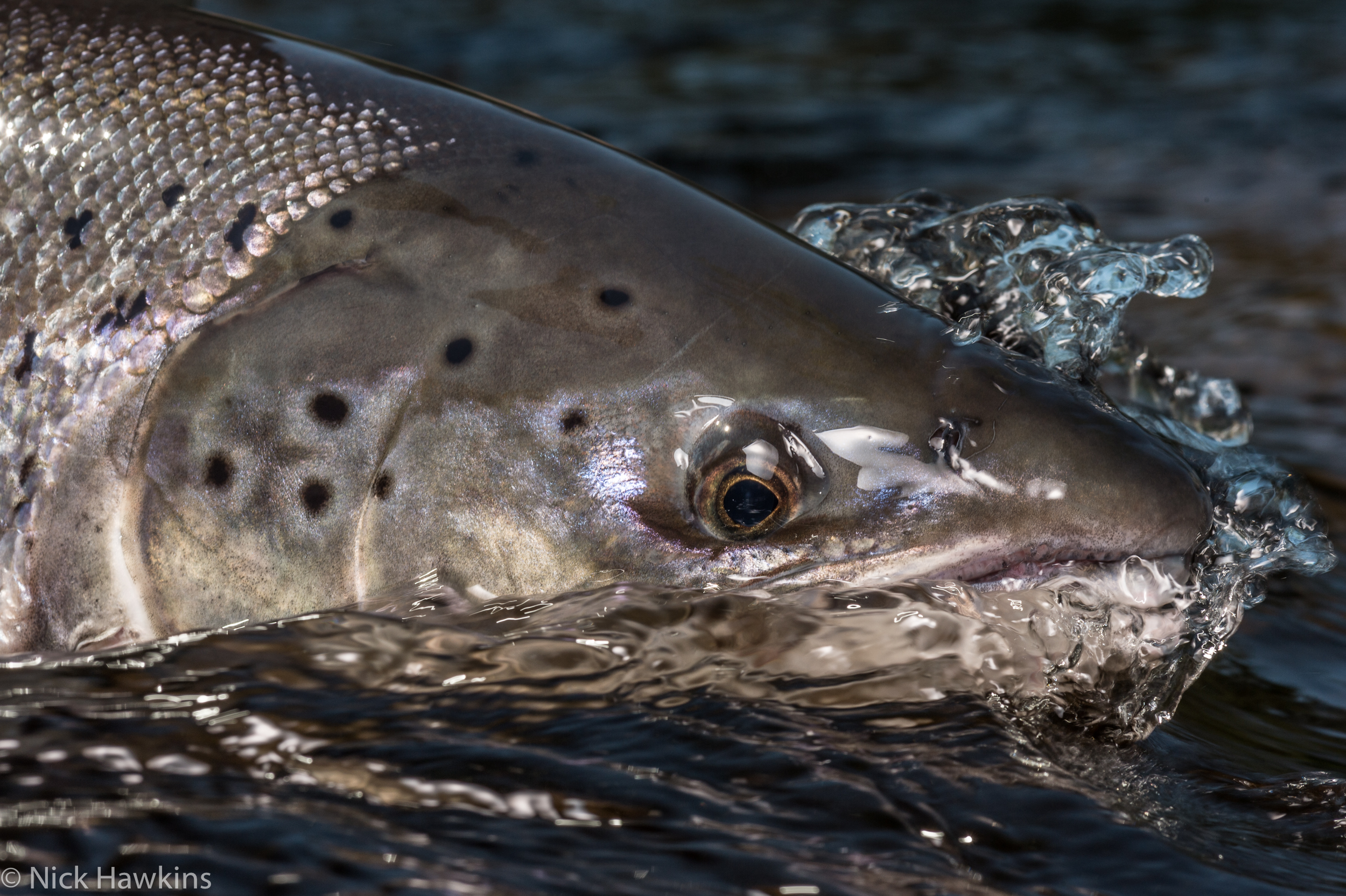 Close underwater portrait of an Atlantic salmon