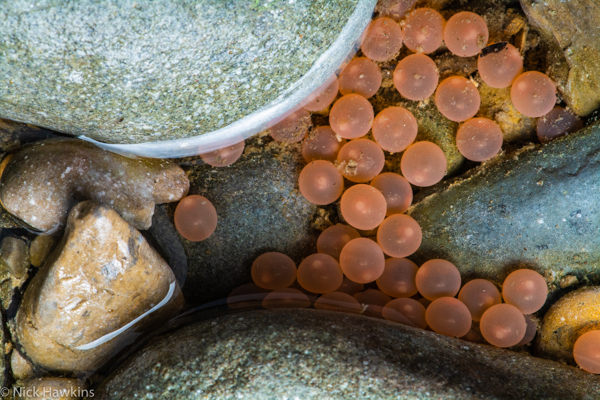 Atlantic salmon underwater