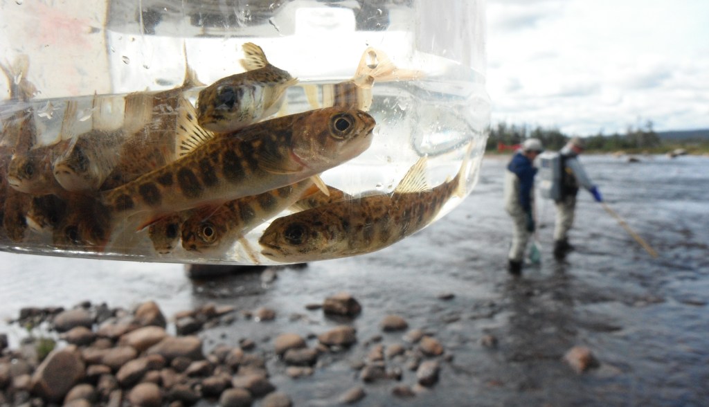 Salmon fry from Long Harbour River