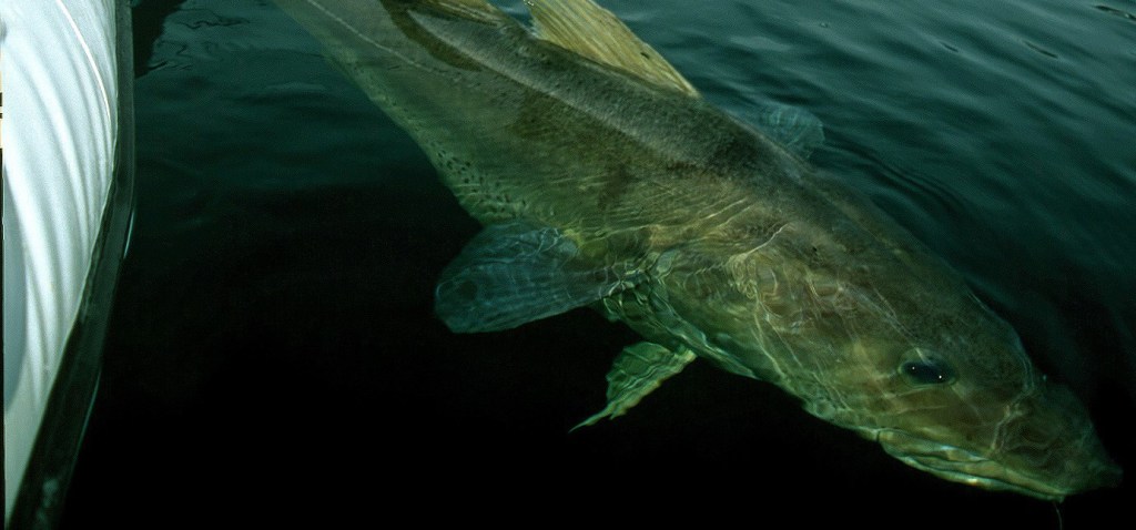 Michael Mipeegaq releases a large cod