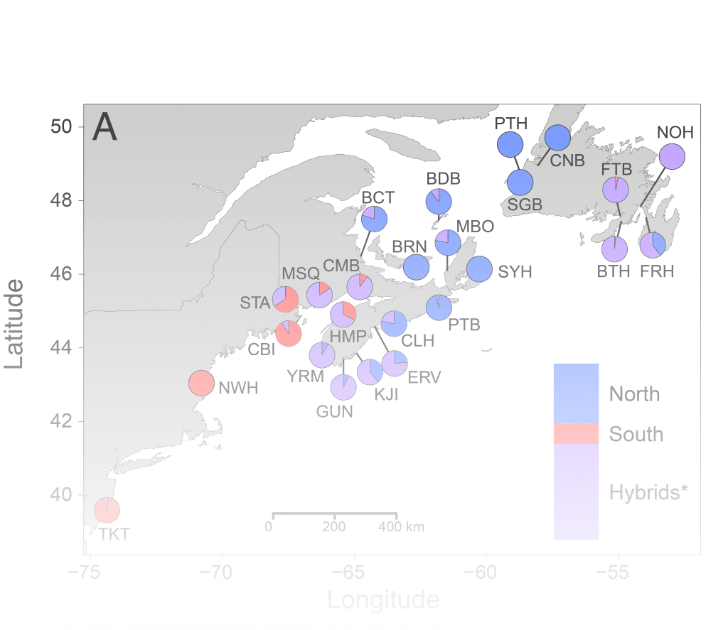 European green crab invasion dynamics: new insights into a shifting latitudinal genetic&nbsp;cline